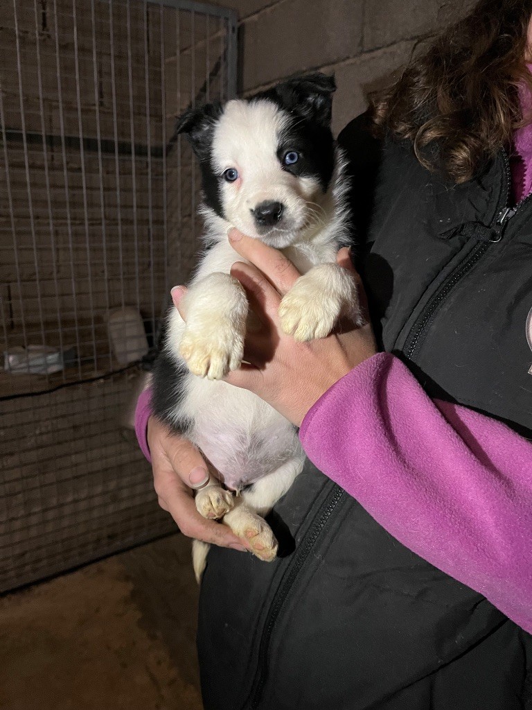 De L'Echo Des Alpages - Chiot disponible  - Border Collie