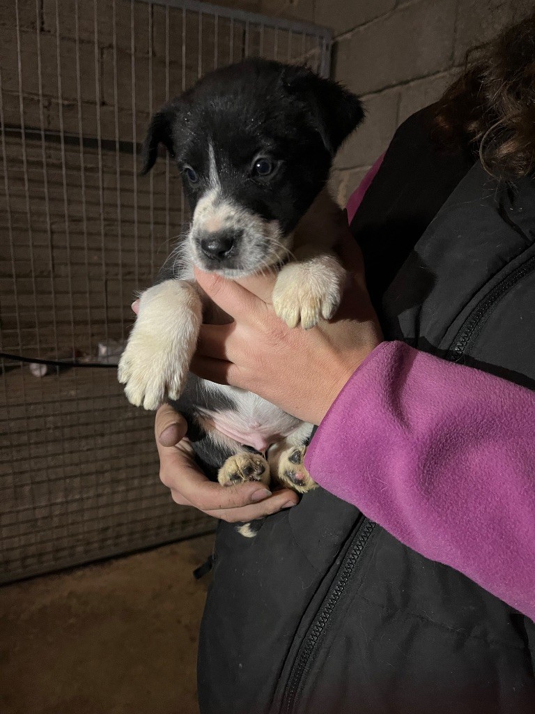 De L'Echo Des Alpages - Chiot disponible  - Border Collie