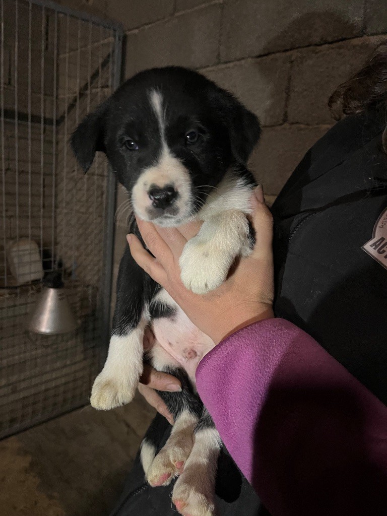 De L'Echo Des Alpages - Chiot disponible  - Border Collie