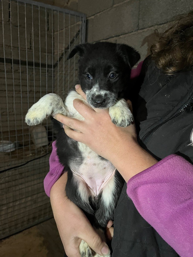 De L'Echo Des Alpages - Chiot disponible  - Border Collie